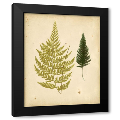 Cottage Ferns I Black Modern Wood Framed Art Print by Lowe