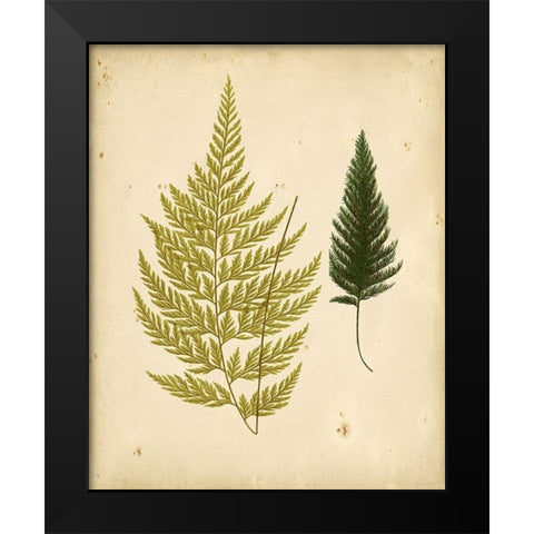 Cottage Ferns I Black Modern Wood Framed Art Print by Lowe