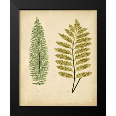 Cottage Ferns II Black Modern Wood Framed Art Print by Lowe