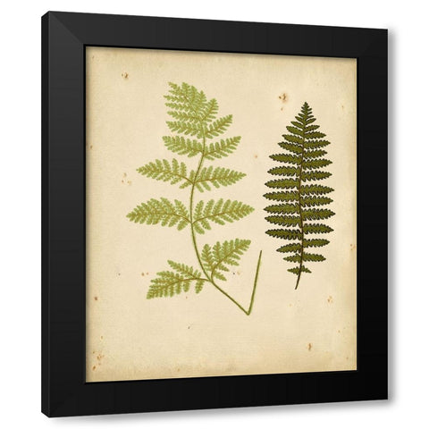 Cottage Ferns III Black Modern Wood Framed Art Print with Double Matting by Lowe