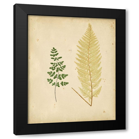 Cottage Ferns IV Black Modern Wood Framed Art Print by Lowe
