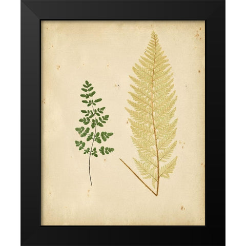 Cottage Ferns IV Black Modern Wood Framed Art Print by Lowe