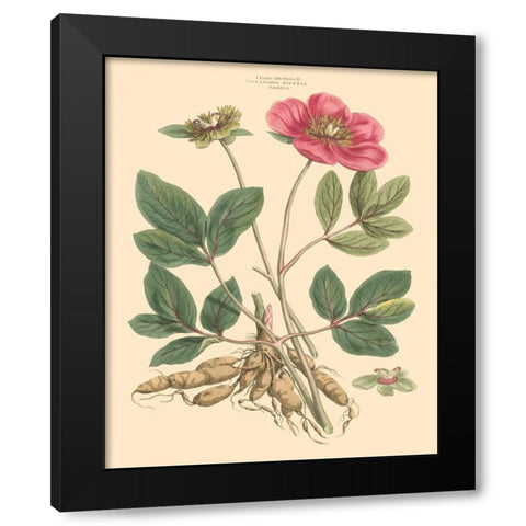 Blushing Pink Florals I Black Modern Wood Framed Art Print by Miller, John