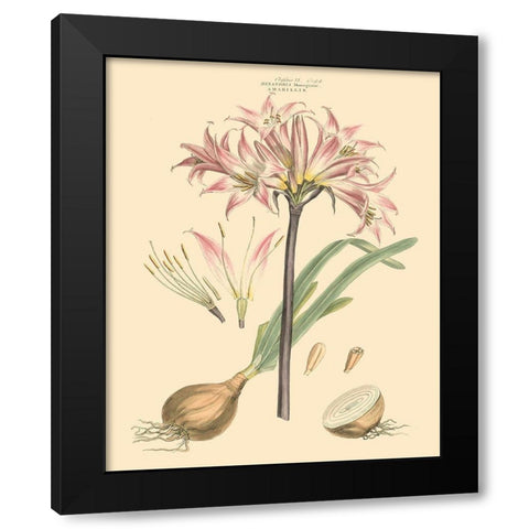 Blushing Pink Florals II Black Modern Wood Framed Art Print by Miller, John
