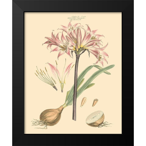 Blushing Pink Florals II Black Modern Wood Framed Art Print by Miller, John