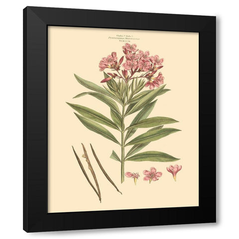 Blushing Pink Florals III Black Modern Wood Framed Art Print with Double Matting by Miller, John