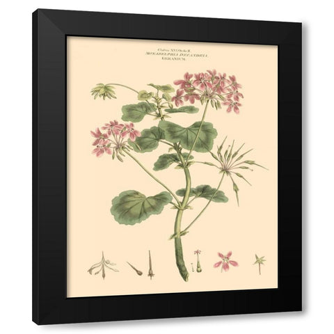 Blushing Pink Florals IV Black Modern Wood Framed Art Print with Double Matting by Miller, John