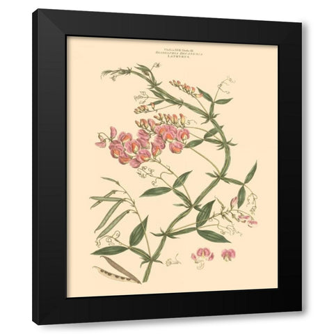 Blushing Pink Florals VI Black Modern Wood Framed Art Print by Miller, John