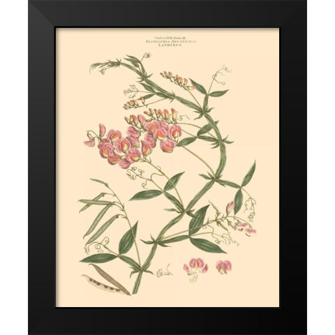 Blushing Pink Florals VI Black Modern Wood Framed Art Print by Miller, John