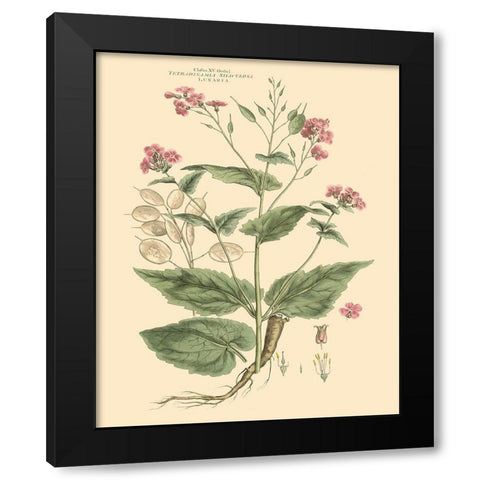 Blushing Pink Florals VII Black Modern Wood Framed Art Print by Miller, John