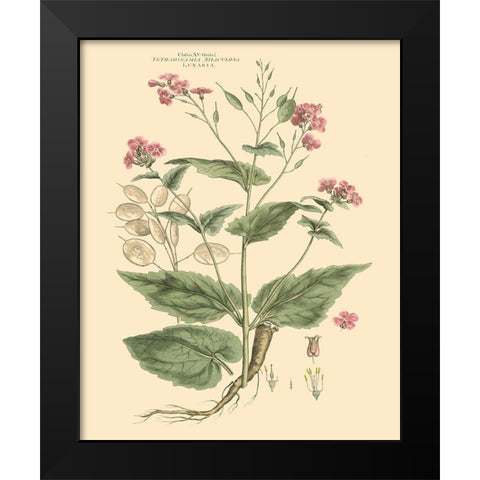 Blushing Pink Florals VII Black Modern Wood Framed Art Print by Miller, John