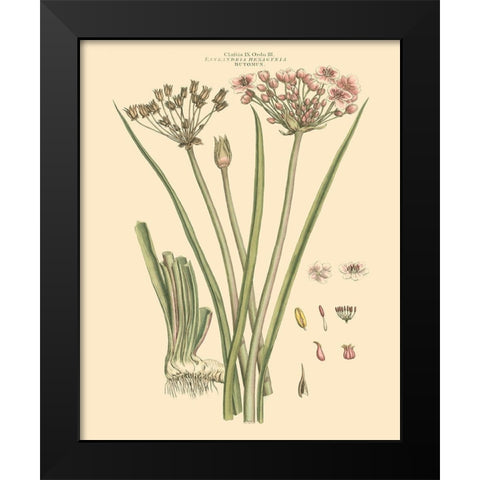 Blushing Pink Florals VIII Black Modern Wood Framed Art Print by Miller, John