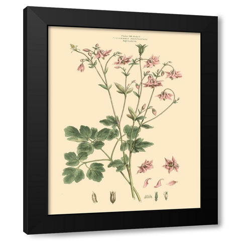 Blushing Pink Florals IX Black Modern Wood Framed Art Print with Double Matting by Miller, John