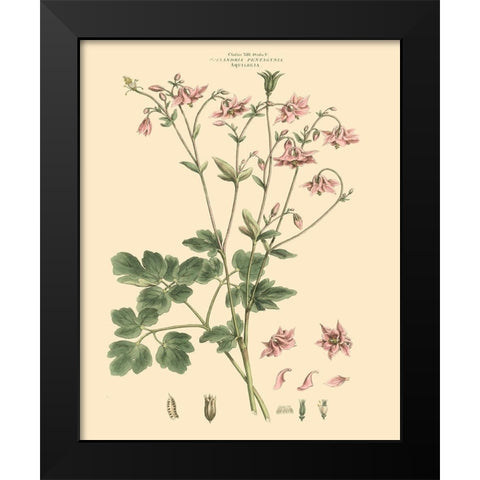 Blushing Pink Florals IX Black Modern Wood Framed Art Print by Miller, John
