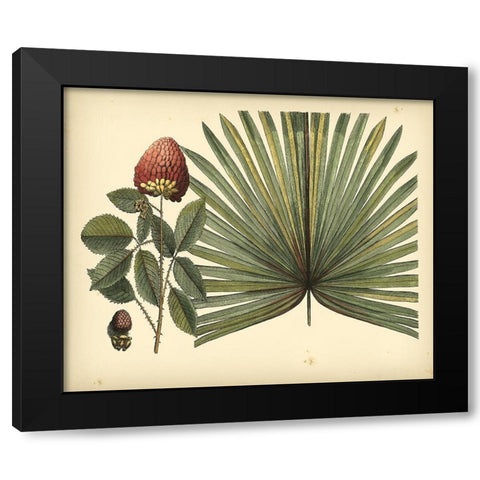 Antique Brazilian Palm Black Modern Wood Framed Art Print by Sloane, Sir Hans