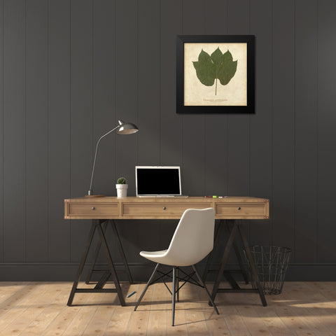 Chinese Parasol Tree Black Modern Wood Framed Art Print by Davis, Becky