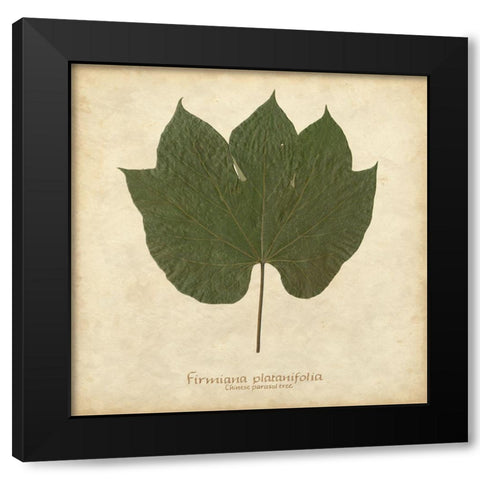 Chinese Parasol Tree Black Modern Wood Framed Art Print with Double Matting by Davis, Becky