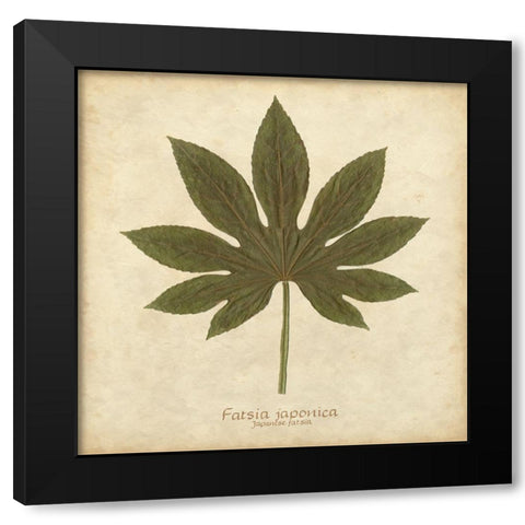 Japanese Fatsia Black Modern Wood Framed Art Print with Double Matting by Davis, Becky