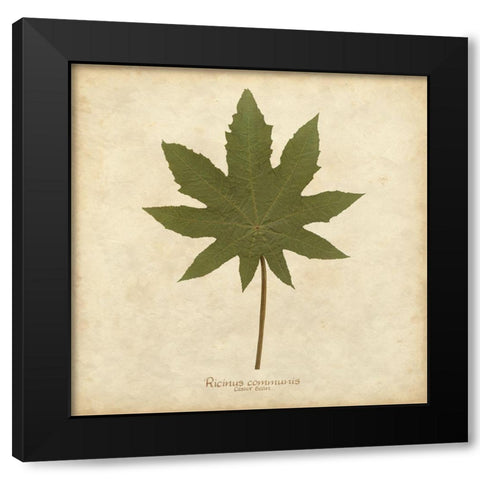 Castor Bean Black Modern Wood Framed Art Print by Davis, Becky