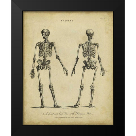 Anatomy Study I Black Modern Wood Framed Art Print by Wilkes