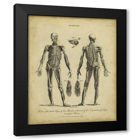 Anatomy Study II Black Modern Wood Framed Art Print with Double Matting by Wilkes
