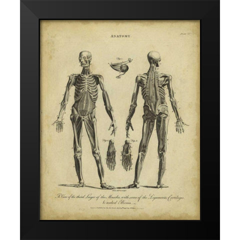 Anatomy Study II Black Modern Wood Framed Art Print by Wilkes