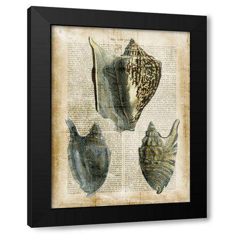 Antiquarian Seashells I Black Modern Wood Framed Art Print with Double Matting by Vision Studio