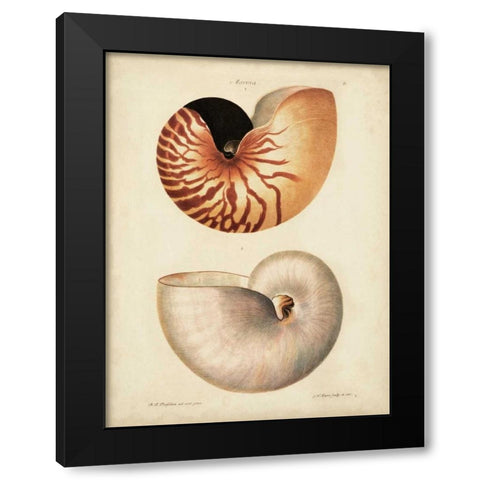 Antique Nautilus I Black Modern Wood Framed Art Print by Knorr