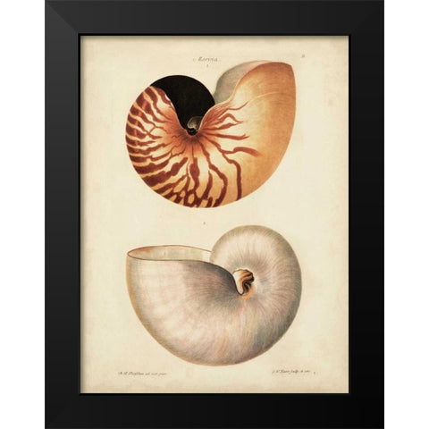 Antique Nautilus I Black Modern Wood Framed Art Print by Knorr