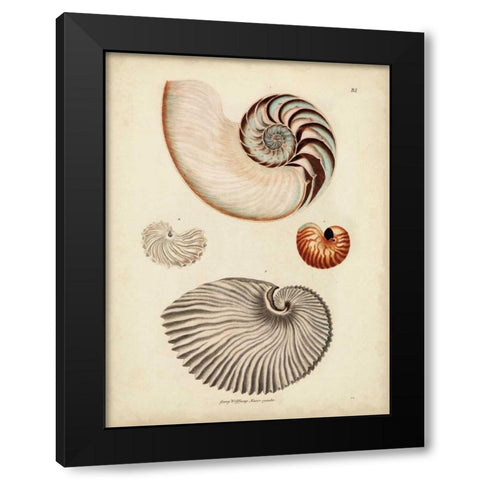 Antique Nautilus II Black Modern Wood Framed Art Print by Knorr