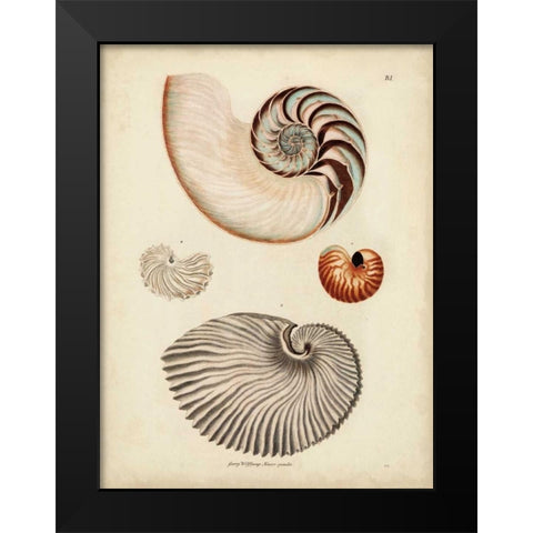 Antique Nautilus II Black Modern Wood Framed Art Print by Knorr