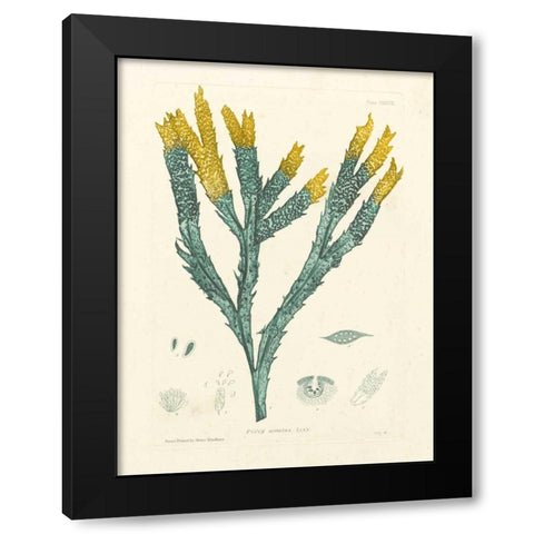 Luminous Seaweed I Black Modern Wood Framed Art Print with Double Matting by Bradbury, Henry