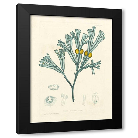 Luminous Seaweed II Black Modern Wood Framed Art Print by Bradbury, Henry