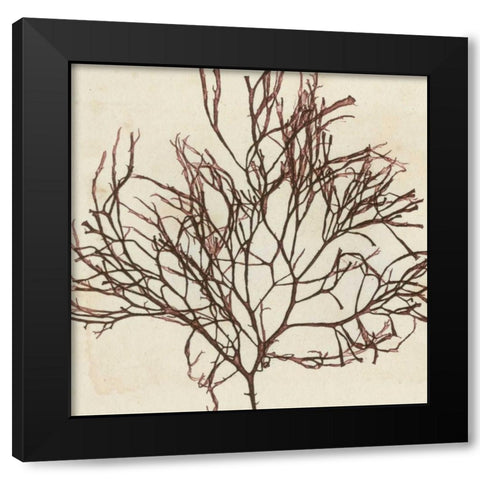 Brilliant Seaweed II Black Modern Wood Framed Art Print with Double Matting by Vision Studio