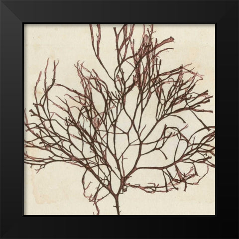 Brilliant Seaweed II Black Modern Wood Framed Art Print by Vision Studio