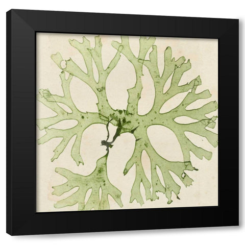 Brilliant Seaweed III Black Modern Wood Framed Art Print with Double Matting by Vision Studio