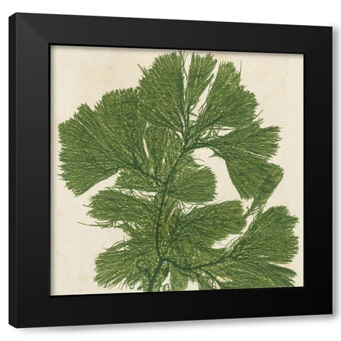 Brilliant Seaweed IV Black Modern Wood Framed Art Print by Vision Studio
