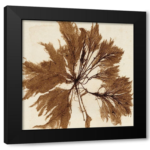 Brilliant Seaweed VI Black Modern Wood Framed Art Print by Vision Studio
