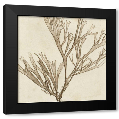 Brilliant Seaweed VII Black Modern Wood Framed Art Print with Double Matting by Vision Studio
