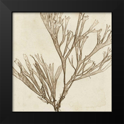 Brilliant Seaweed VII Black Modern Wood Framed Art Print by Vision Studio