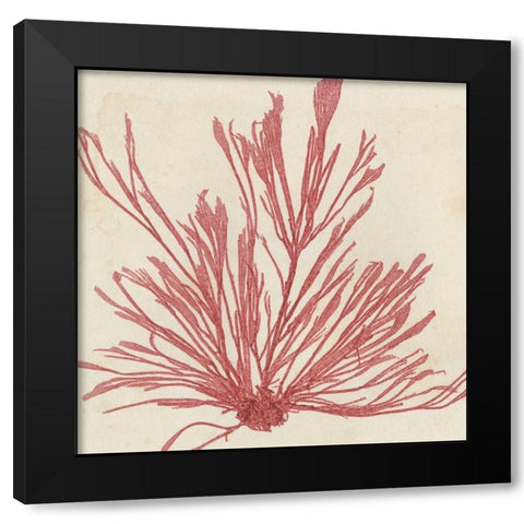 Brilliant Seaweed IX Black Modern Wood Framed Art Print by Vision Studio
