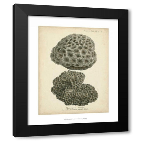 Coral Collection V Black Modern Wood Framed Art Print with Double Matting by Esper, Johann