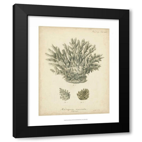 Coral Collection VII Black Modern Wood Framed Art Print with Double Matting by Esper, Johann