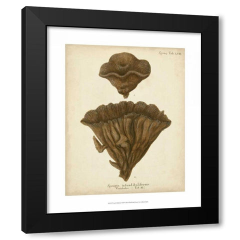 Coral Collection VIII Black Modern Wood Framed Art Print by Esper, Johann