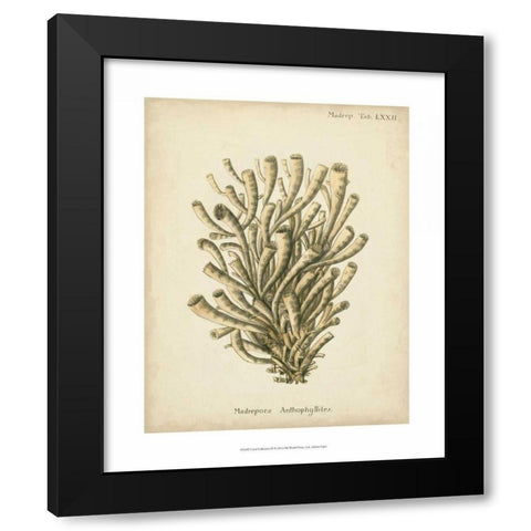 Coral Collection IX Black Modern Wood Framed Art Print with Double Matting by Esper, Johann