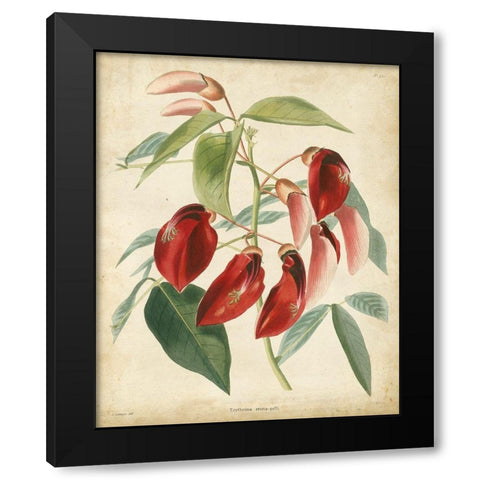Tropical Floral I Black Modern Wood Framed Art Print by Edmonston and Douglas