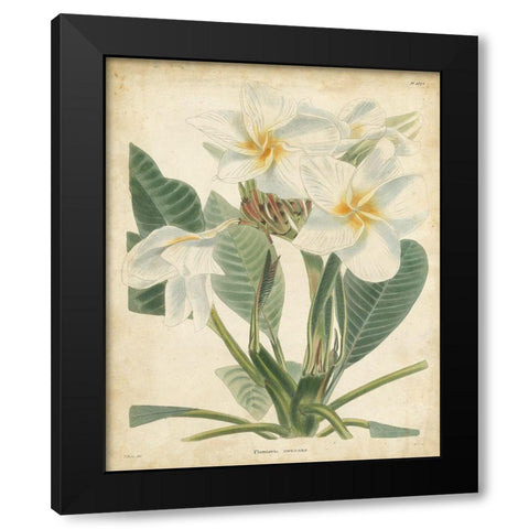 Tropical Floral II Black Modern Wood Framed Art Print with Double Matting by Edmonston and Douglas