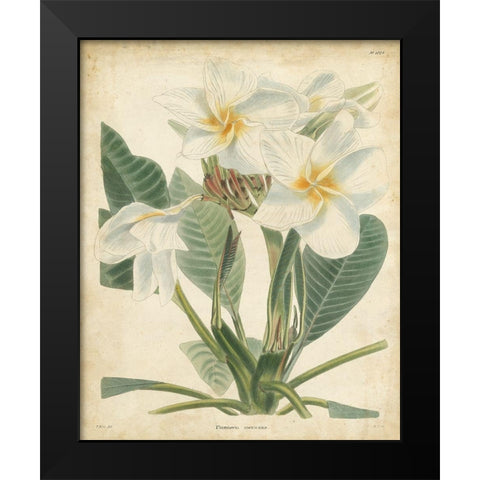 Tropical Floral II Black Modern Wood Framed Art Print by Edmonston and Douglas