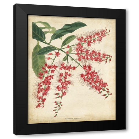 Tropical Floral III Black Modern Wood Framed Art Print by Edmonston and Douglas