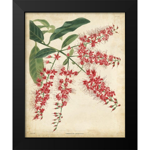 Tropical Floral III Black Modern Wood Framed Art Print by Edmonston and Douglas